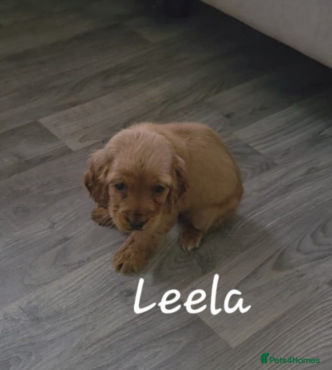 Cocker Spaniel dogs for sale: Two beautiful cocker spaniel puppies  - Advert 2