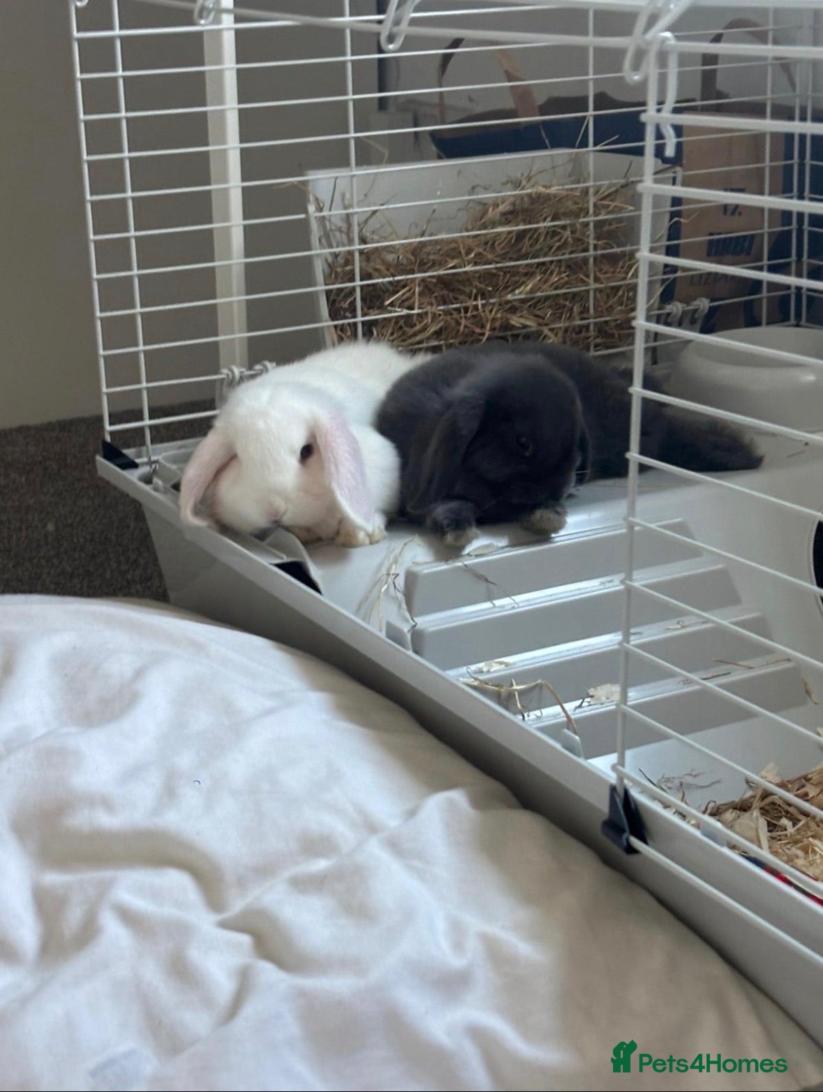Mini Lop rabbits 2, 13 week old mini lops - Advert 1