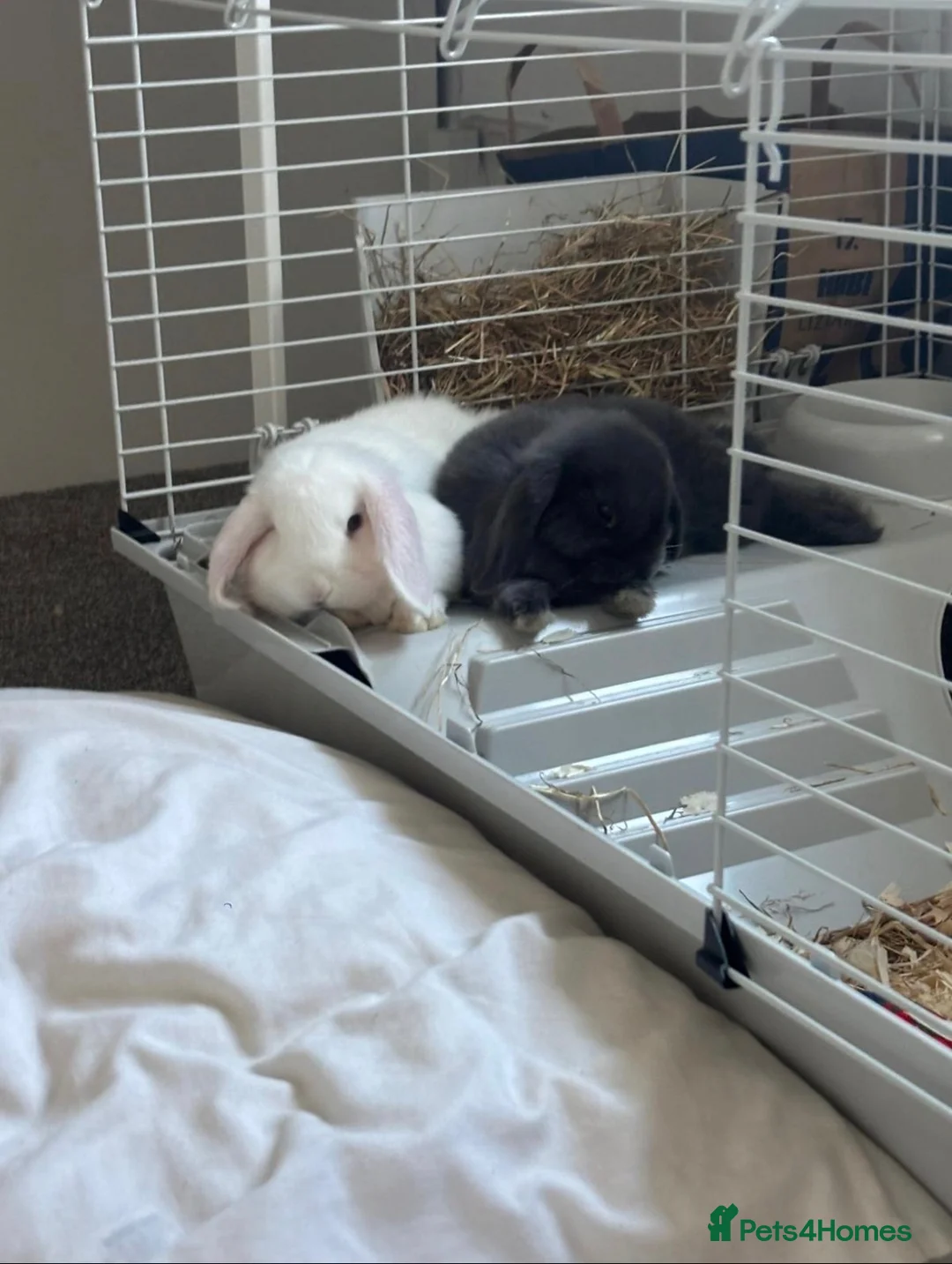 Mini Lop rabbits for sale: 2, 13 week old mini lops - Advert 1