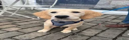 Golden Retriever dogs for stud: STUD AVAILABLE - BRUCIE  in High Wycombe - Advert 6