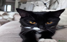 Mixed Breed cats for sale: Two older kitten look for homes - Image 4