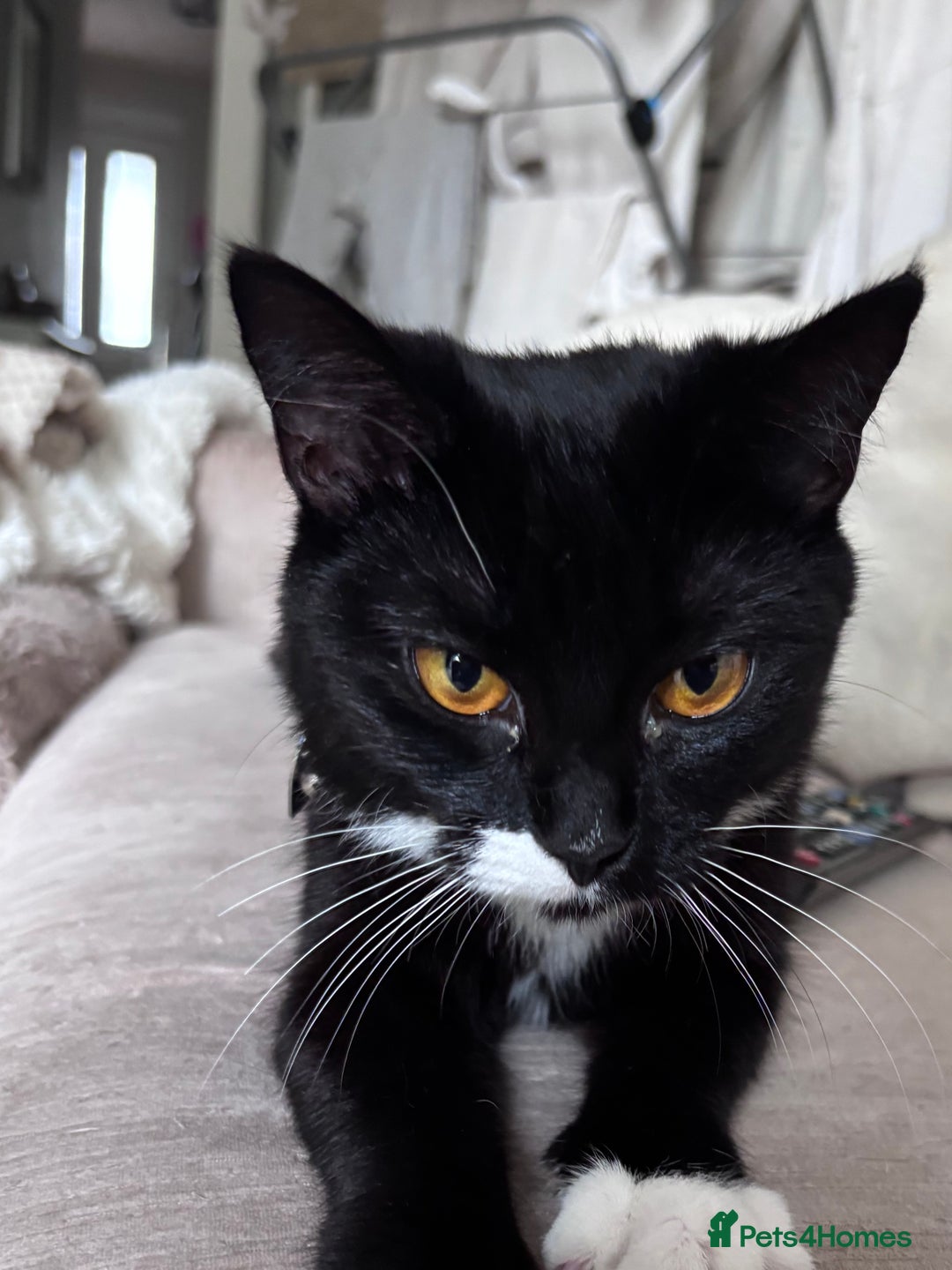 Mixed Breed cats for sale: Two older kitten look for homes - Image 4