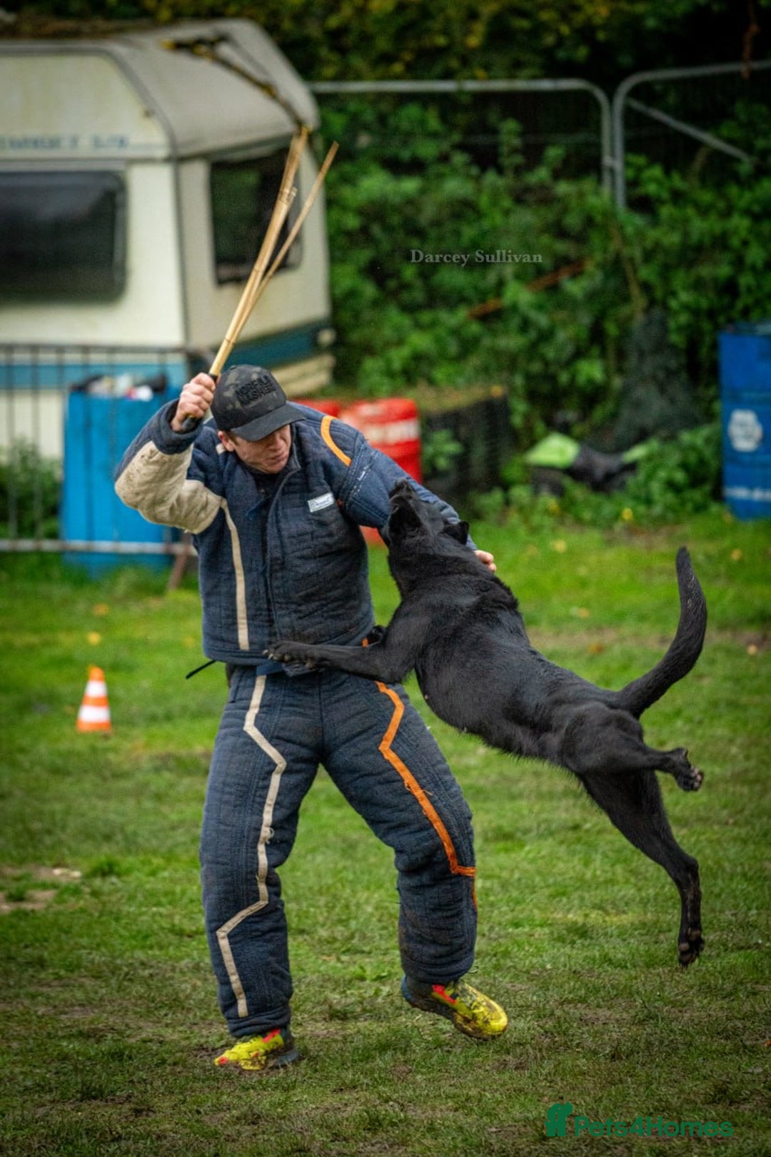 German Shepherd dogs for sale: Vonlisand M-litter - Image 11