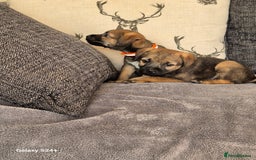 Border Terrier dogs for sale: Stunning border terrier puppys - Image 4