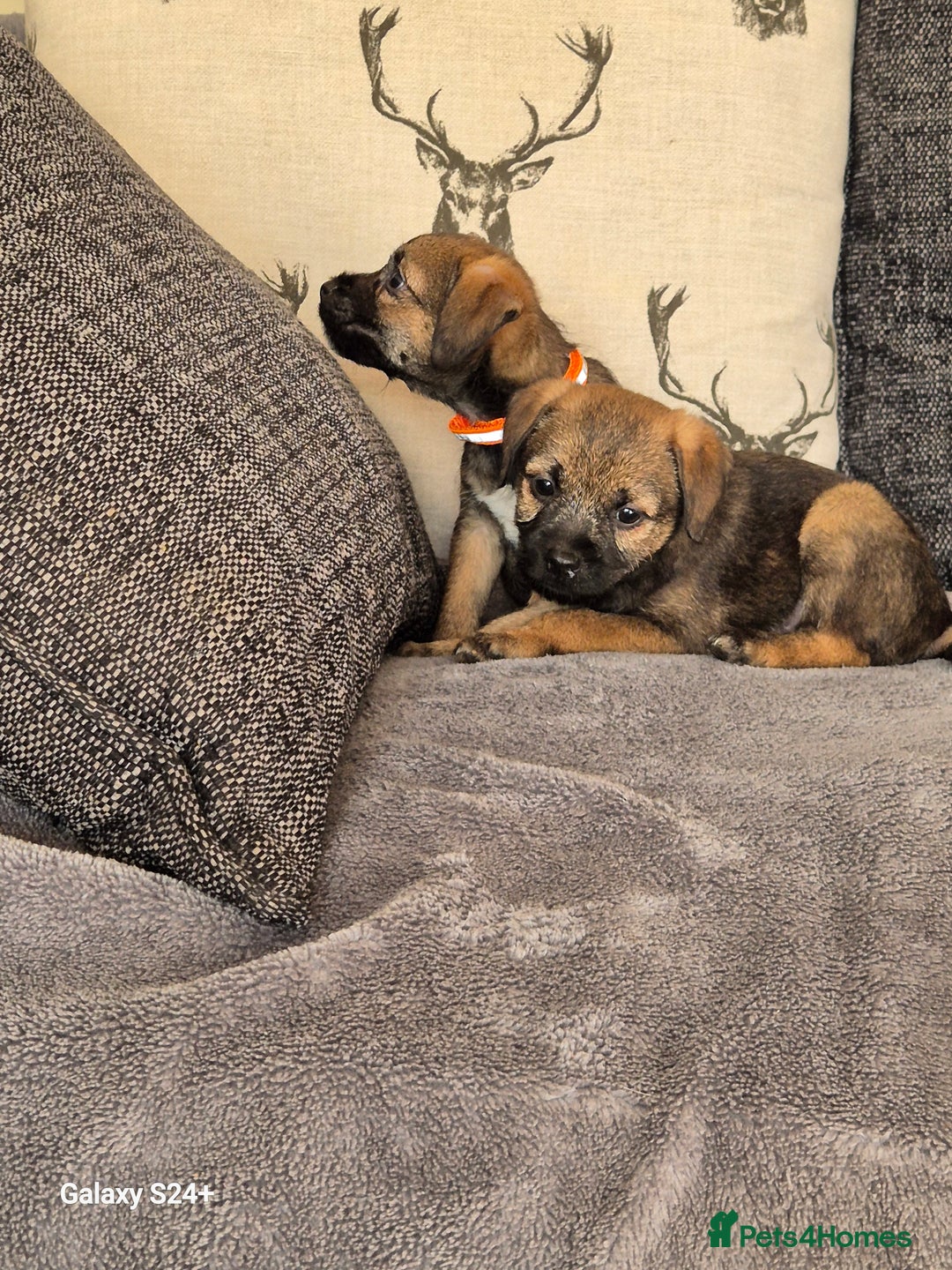 Border Terrier dogs for sale: Stunning border terrier puppys - Image 4