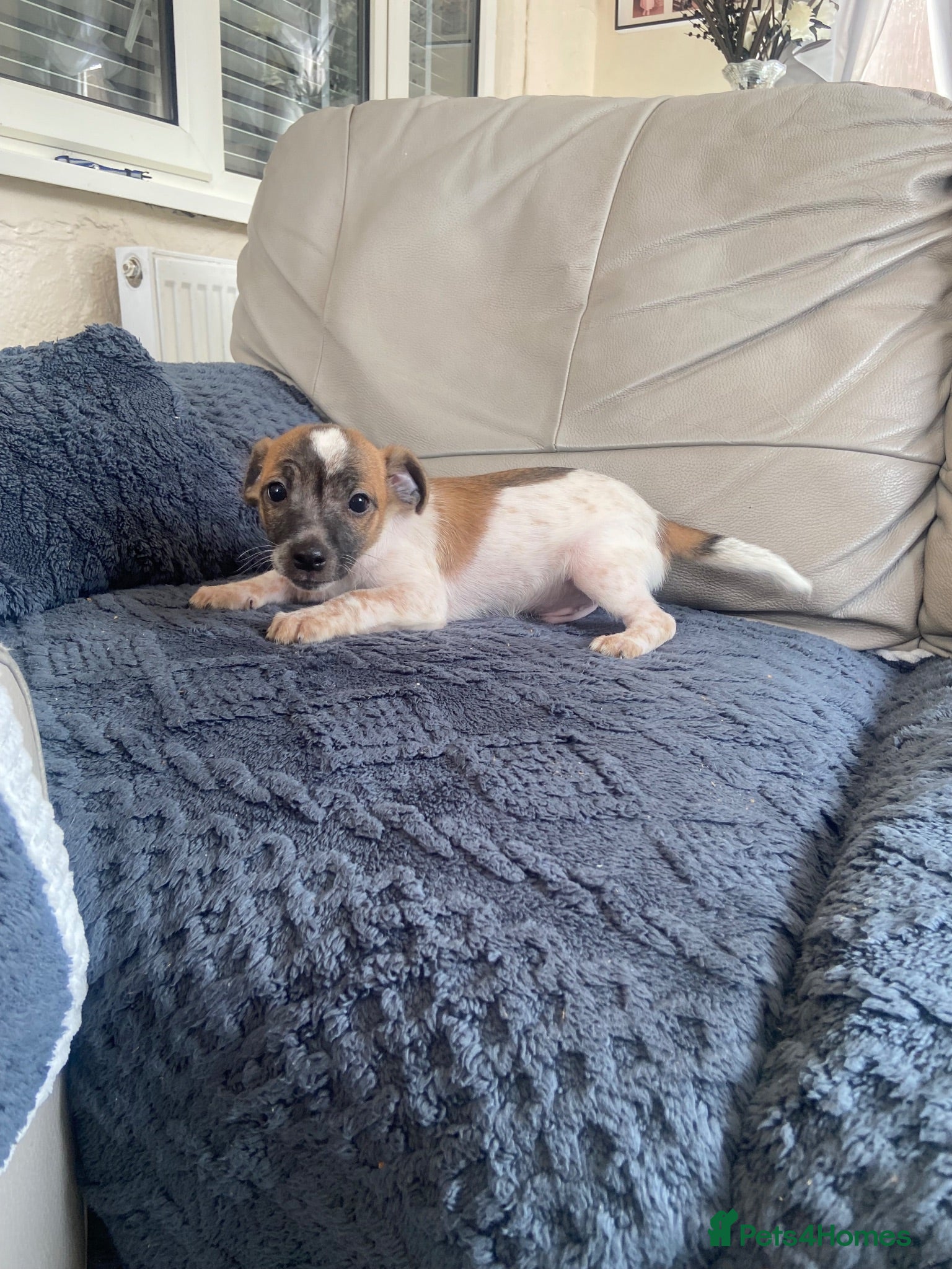 Jack Russell dogs Jackrussel pups  - Advert 6