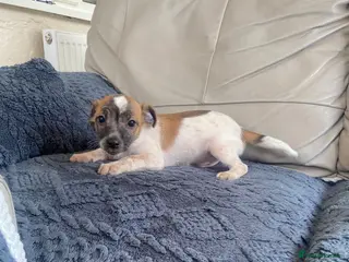 Jack Russell dogs Jackrussel pups - Advert 1