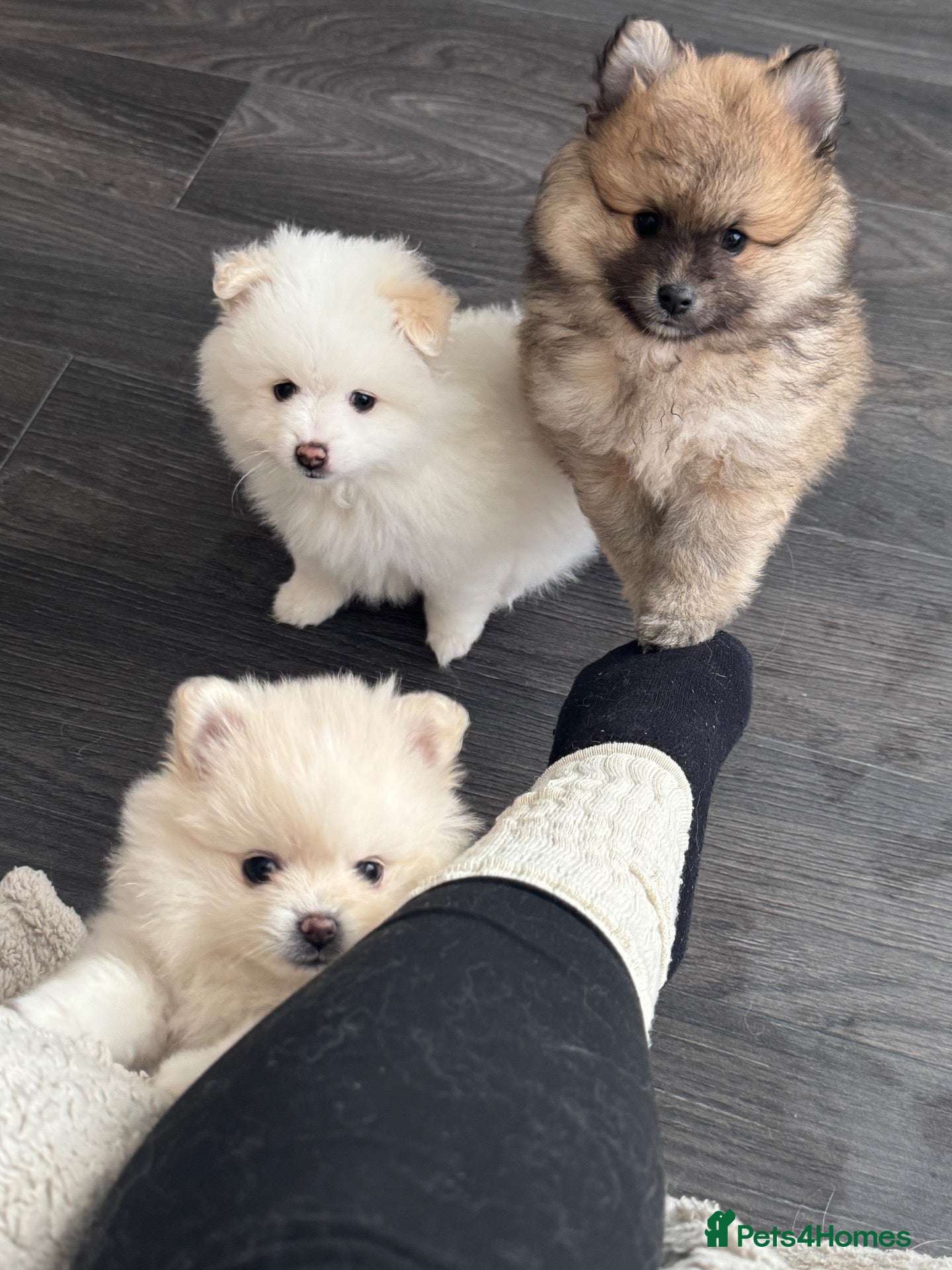Pomeranian dogs Pomeranian puppies - Advert 7