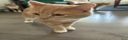 Mixed Breed cats for sale: 2 ginger brothers  - Advert 6