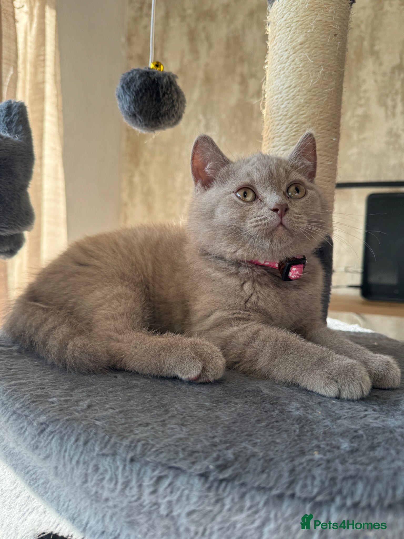British Shorthair cats for sale: Beautiful British shorthair kittens  - Advert 29