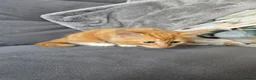 Mixed Breed cats for sale: Ginger fluffy girl for sale - Advert 12