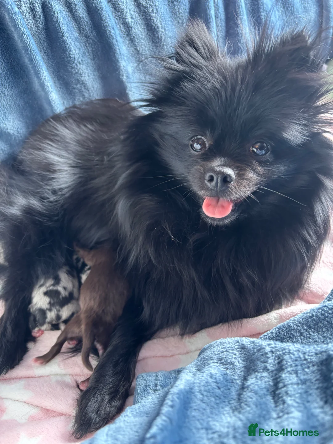 Pomeranian dogs for sale: Primroses precious Pom pups - Advert 2