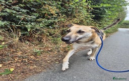 Mixed Breed dogs for adoption: JACK FOR ADOPTION OR FOSTER IN CORNWALL OR DEVON - Image 18