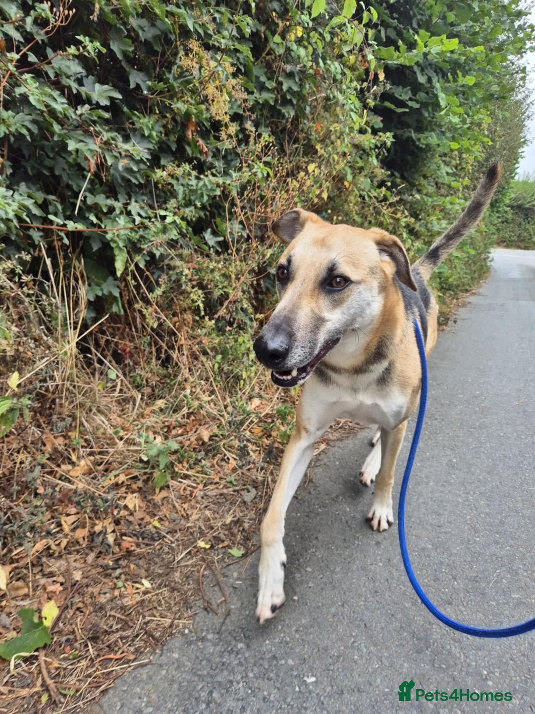 Mixed Breed dogs for adoption: JACK FOR ADOPTION OR FOSTER IN CORNWALL OR DEVON - Image 18