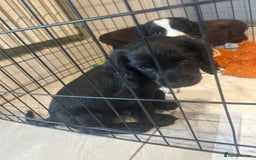 English Springer Spaniel dogs for sale: Two English springer spaniel puppies - Image 1
