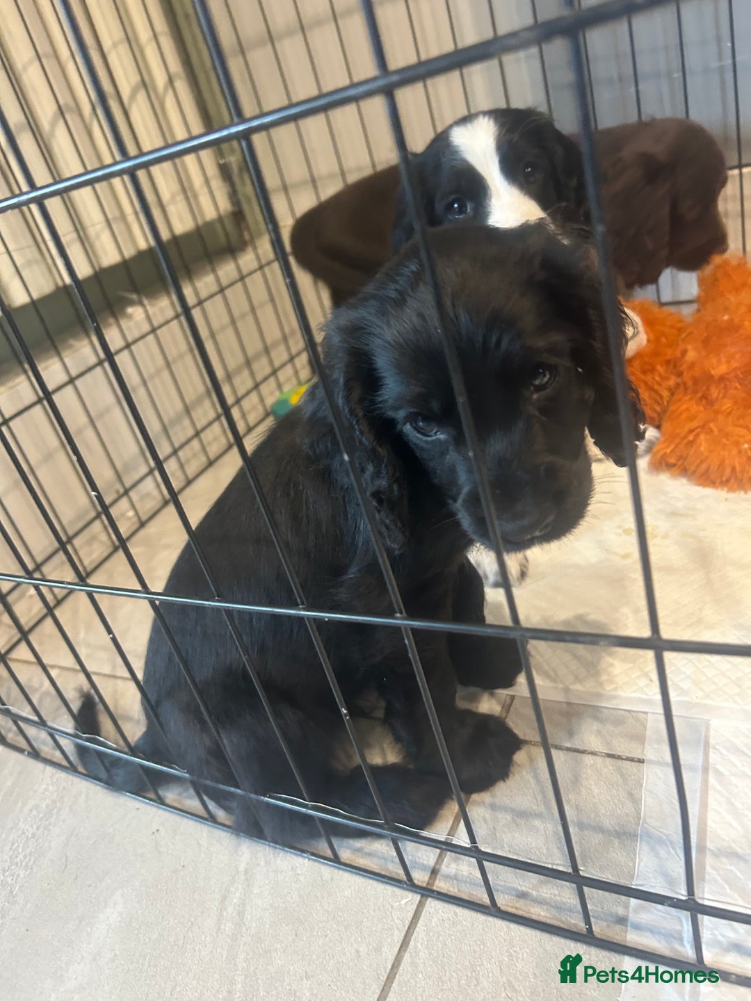 English Springer Spaniel dogs for sale: Two English springer spaniel puppies - Image 1