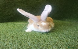 Continental Giant rabbits for sale: Beautiful white eared yellow continental giants  - Image 6