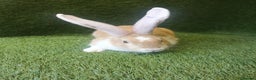Continental Giant rabbits for sale: Beautiful white eared yellow continental giants  - Advert 6