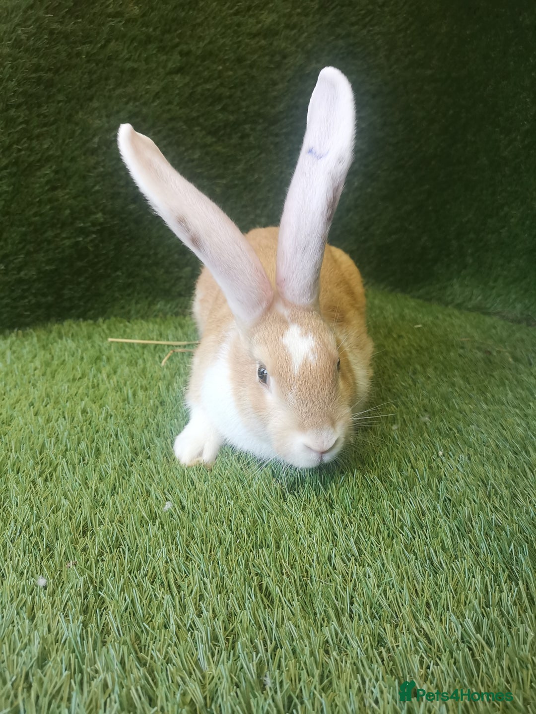 Continental Giant rabbits for sale: Beautiful white eared yellow continental giants  - Image 6