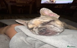 French Bulldog dogs for sale: Beautiful Ellie  - Image 3