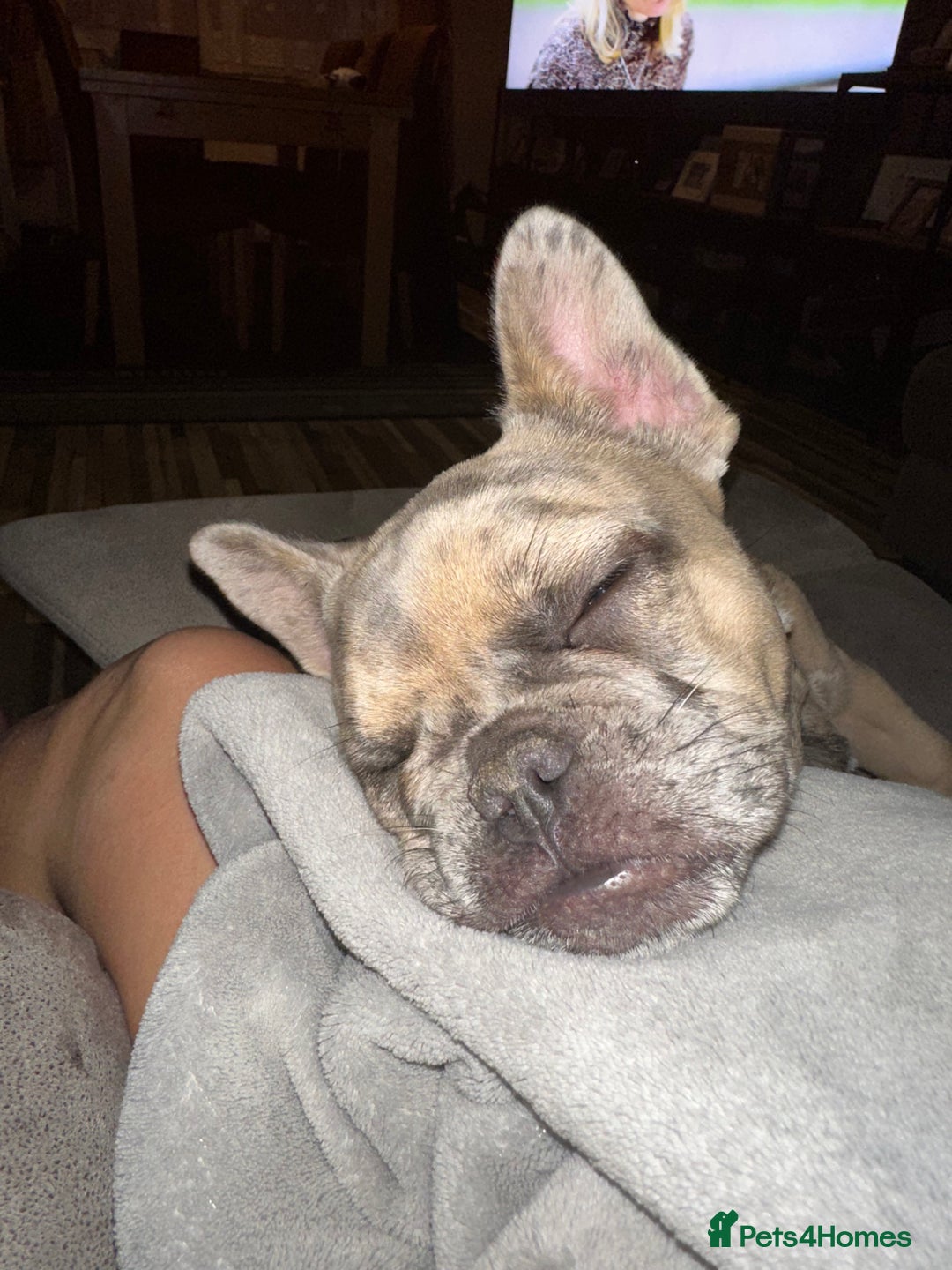 French Bulldog dogs for sale: Beautiful Ellie  - Image 3