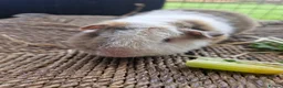 Guinea Pig rodents for sale: Pure bred Teddies both boys - Advert 5