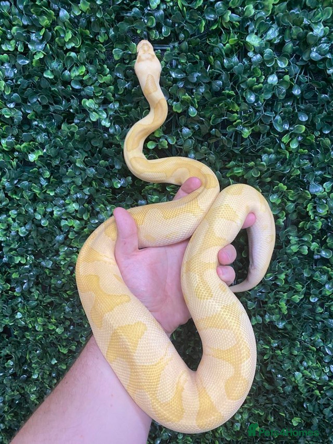 Python Snake reptiles for sale: Royal Pythons at Viperia Exotics - Image 3