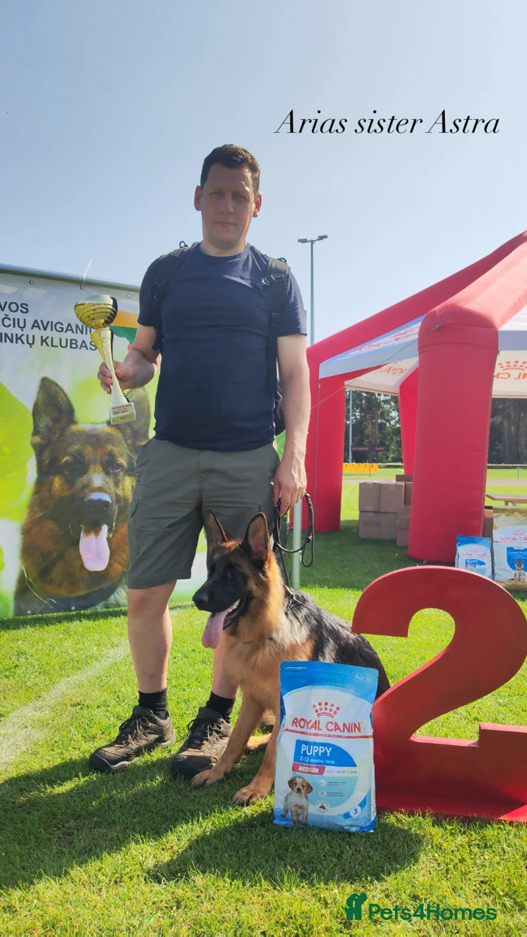 German Shepherd dogs for sale: HIGHprotection - performance ex police GSD  - Advert 9