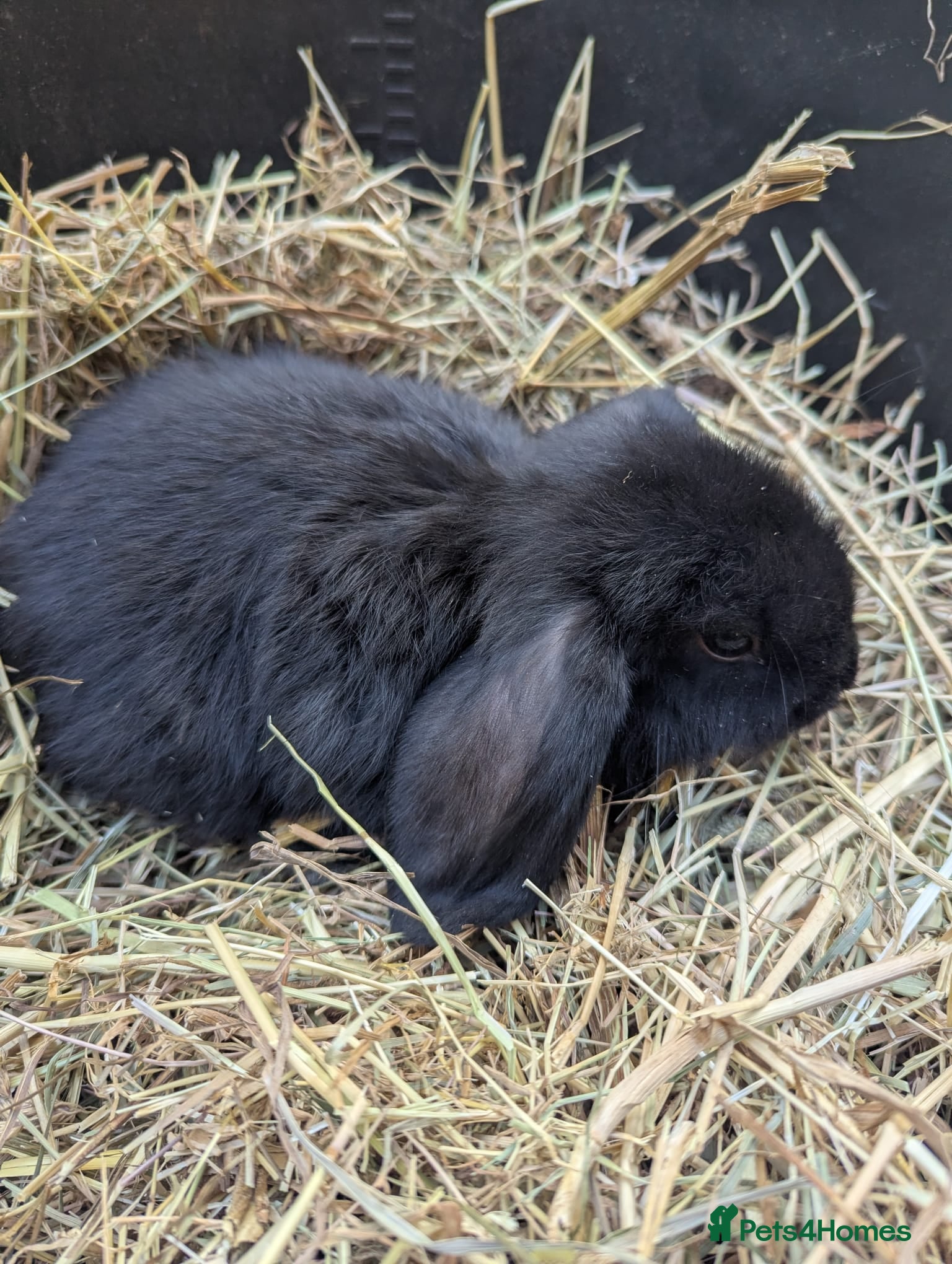 Mini Lop rabbits Beautiful Mini Lops - Advert 2
