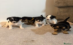 Jack Russell dogs for sale: 5 JACK RUSSEL PUPPIES - Image 1