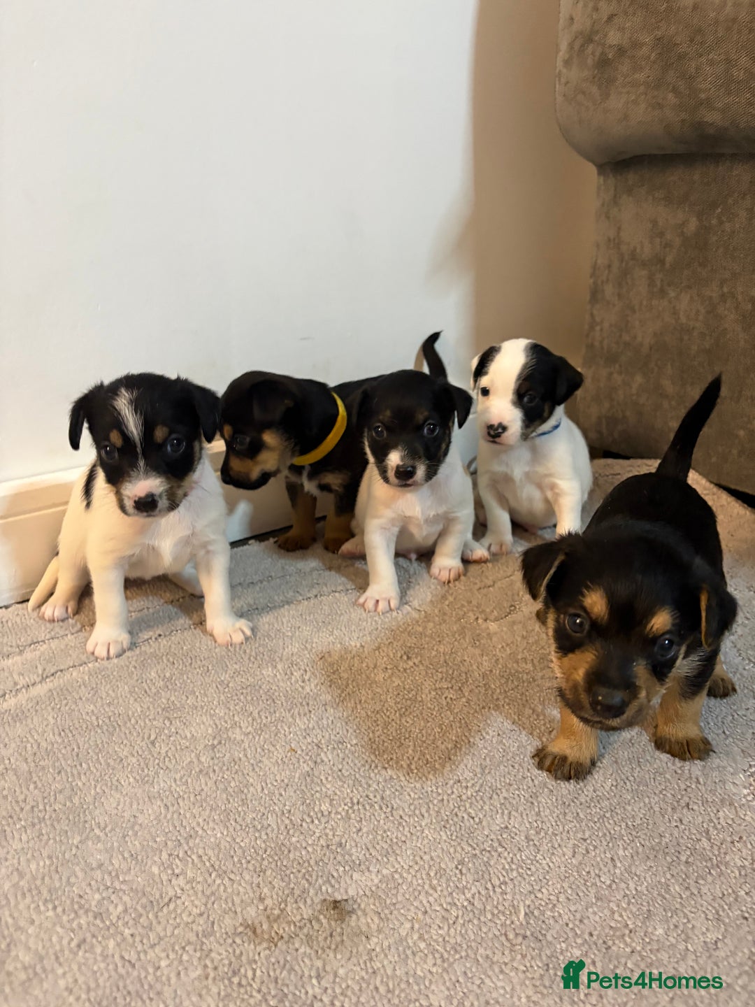 Jack Russell dogs for sale: 5 JACK RUSSEL PUPPIES - Image 1