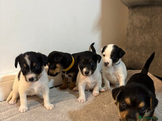Jack Russell dogs - Advert 9