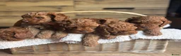 Cavapoo dogs for sale: F1b Cavapoo Puppies - Advert 3