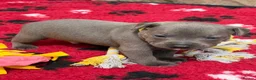 Staffordshire Bull Terrier dogs for sale: KC Health Tested Staffordshire Bull Terriers - Advert 12