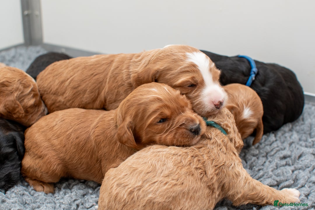 Goldendoodle dogs for sale: F1b Miniature Goldendoodle Waiting List - Advert 9