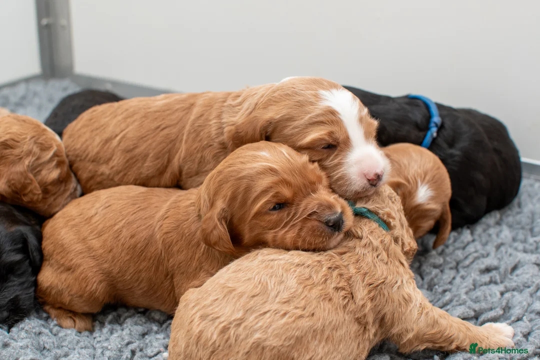 Goldendoodle dogs for sale: F1b Miniature Goldendoodle Waiting List - Advert 9