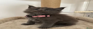 Maine Coon 3