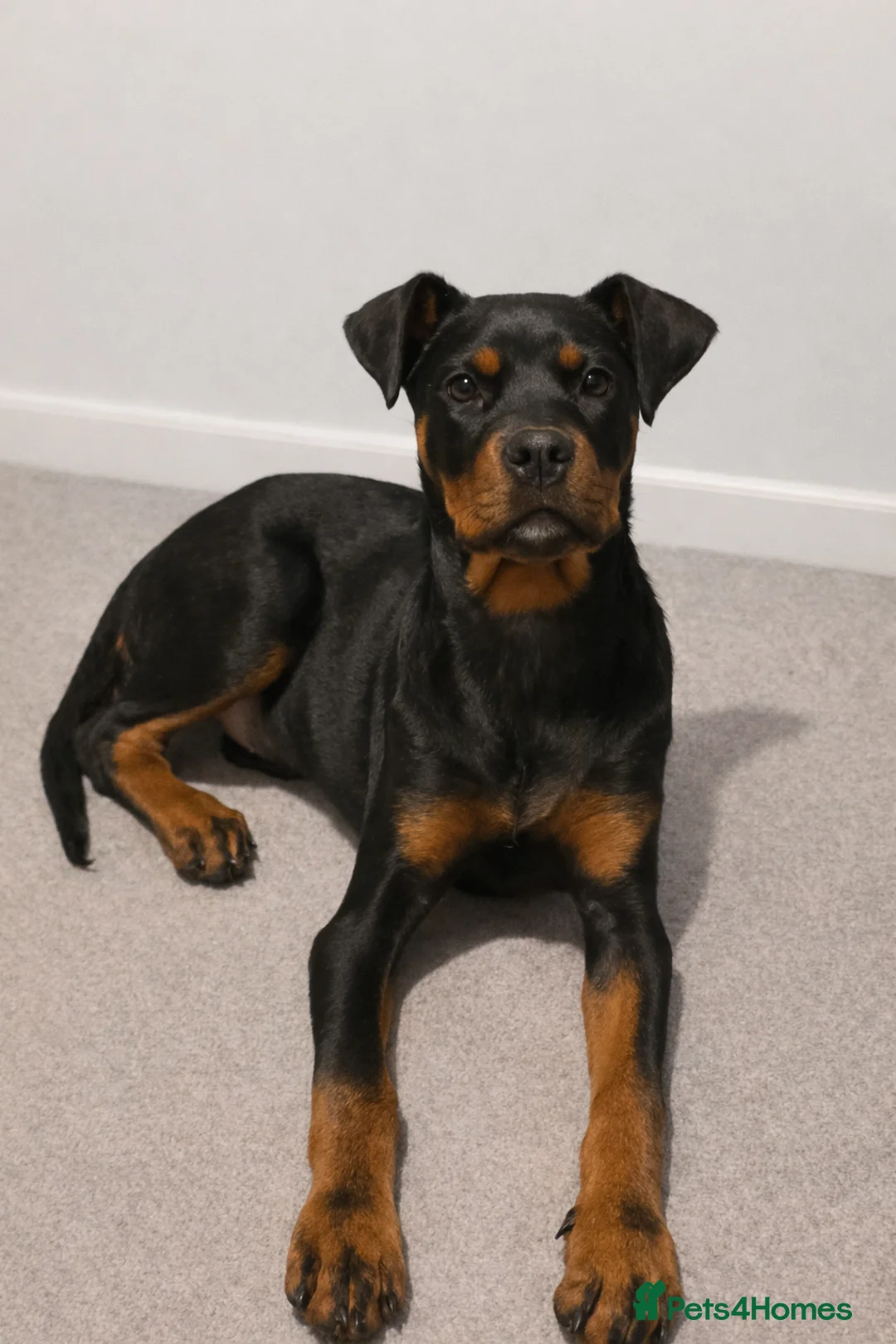 Rottweiler dogs for sale: Rottweiler - Female 5 months old - Advert 1