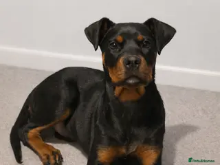 Rottweiler dogs Rottweiler - Female 5 months old - Advert 3
