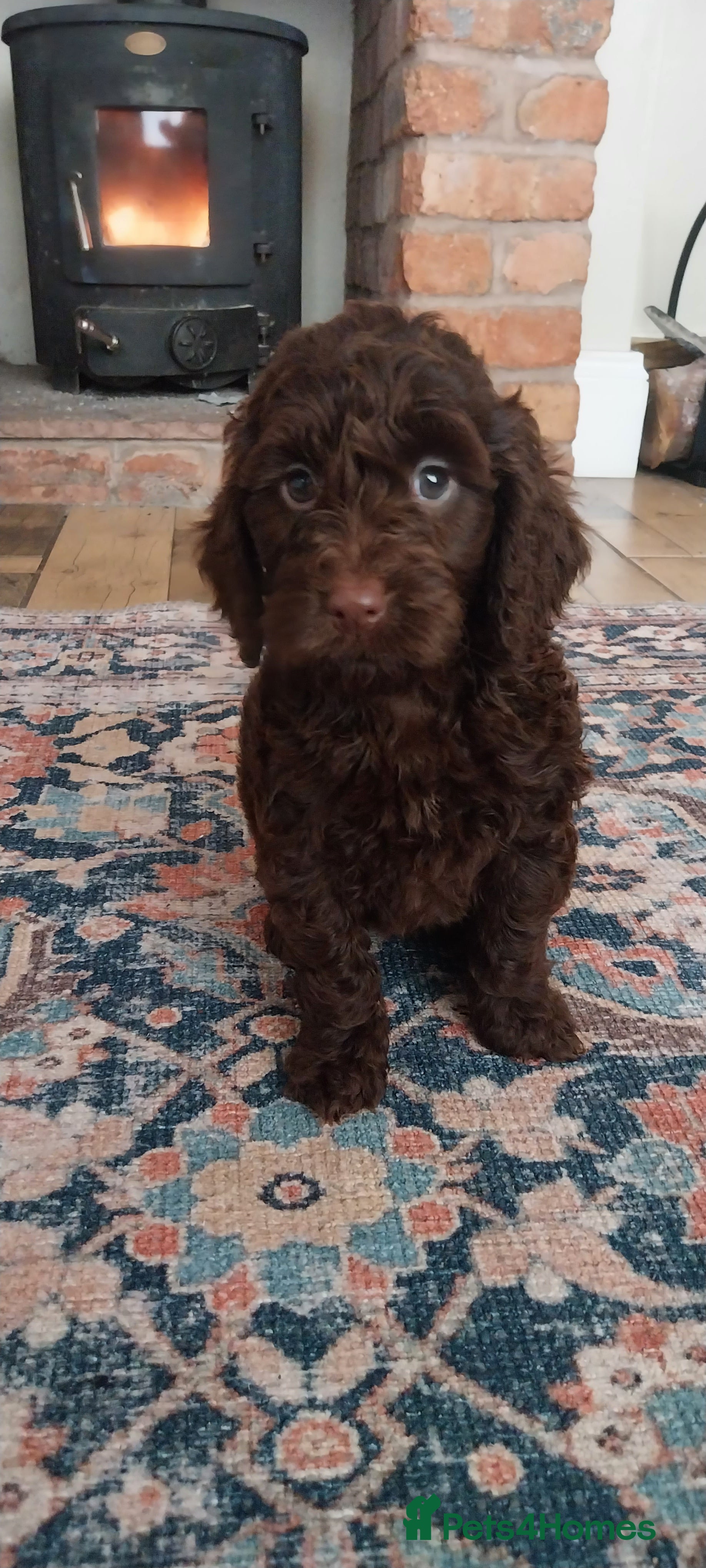 Cockapoo dogs Outstanding cockapoo puppies hereditary clear  - Advert 17