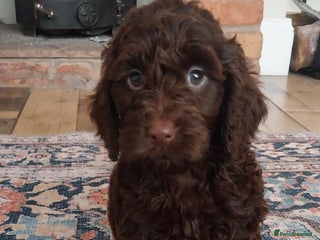 Cockapoo dogs Outstanding cockapoo puppies hereditary clear - Advert 4