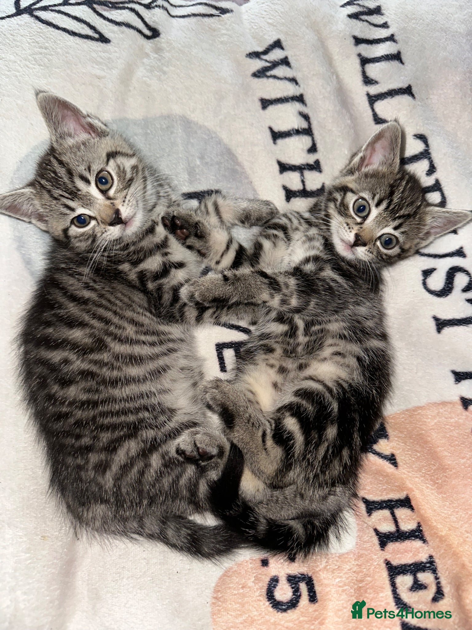 Mixed Breed cats Adorable kittens - Nyx & Nova - Advert 3
