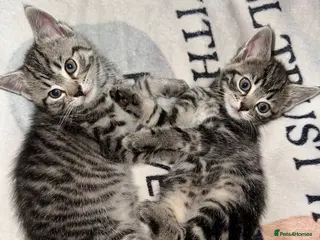 Mixed Breed cats Adorable kittens - Nyx & Nova - Advert 3