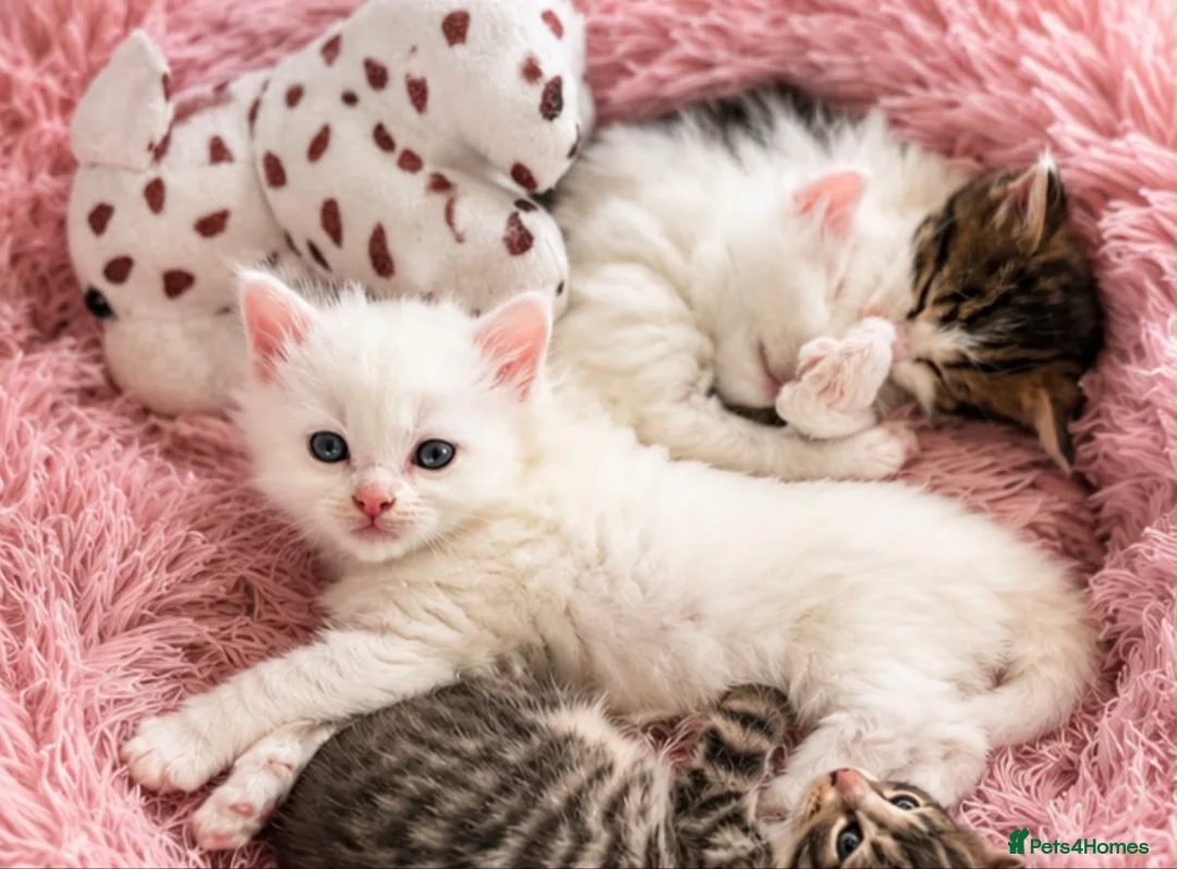 Siberian cats for sale: Four Fluffy kittens - Advert 2