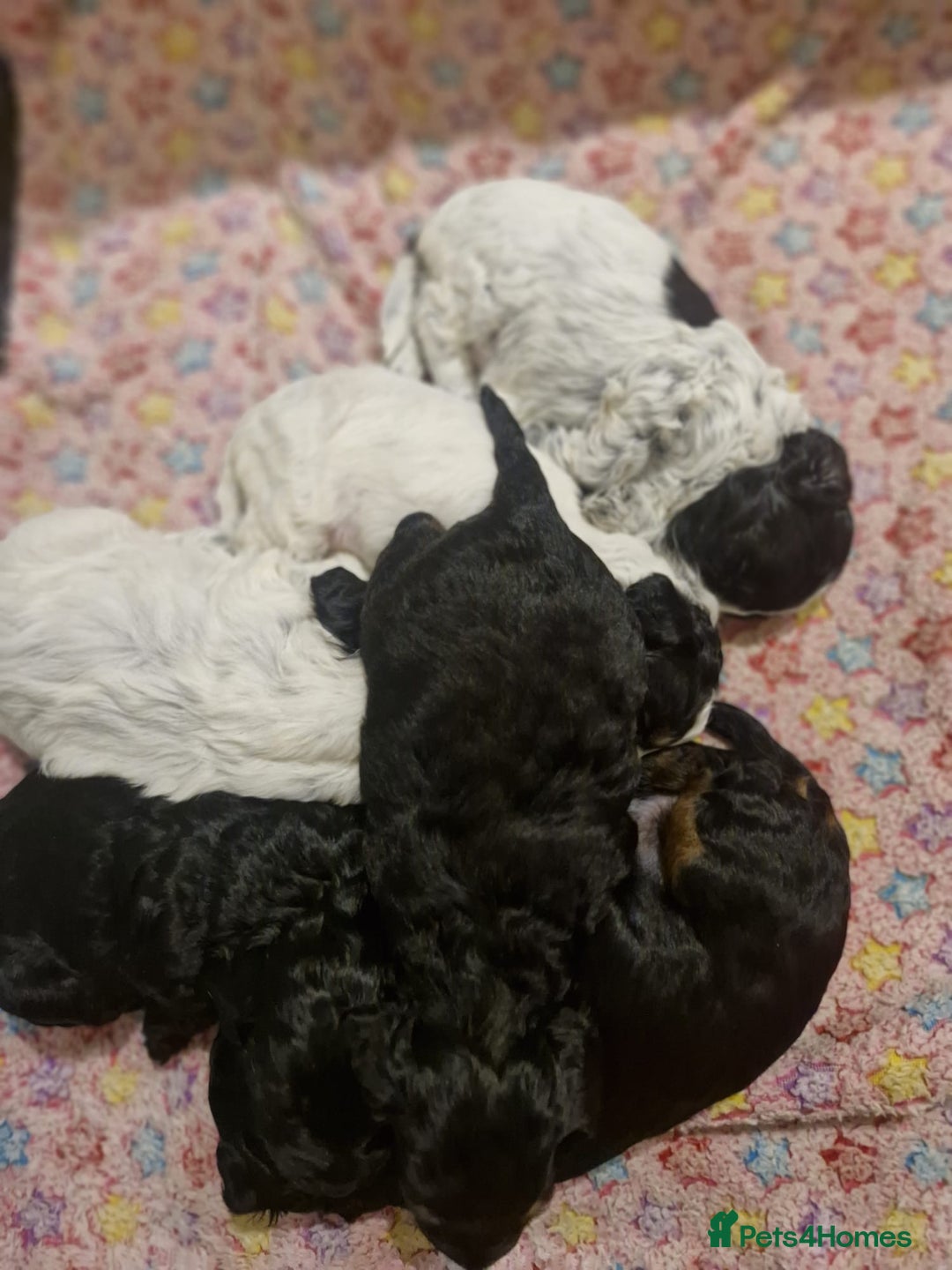 Cockapoo dogs for sale: Miniature cockapoo puppies  - Advert 11