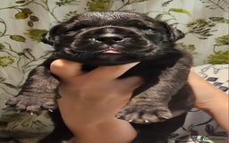 Bullmastiff dogs for sale: Quality Health Tested KC Bullmastiffs - Advert 10