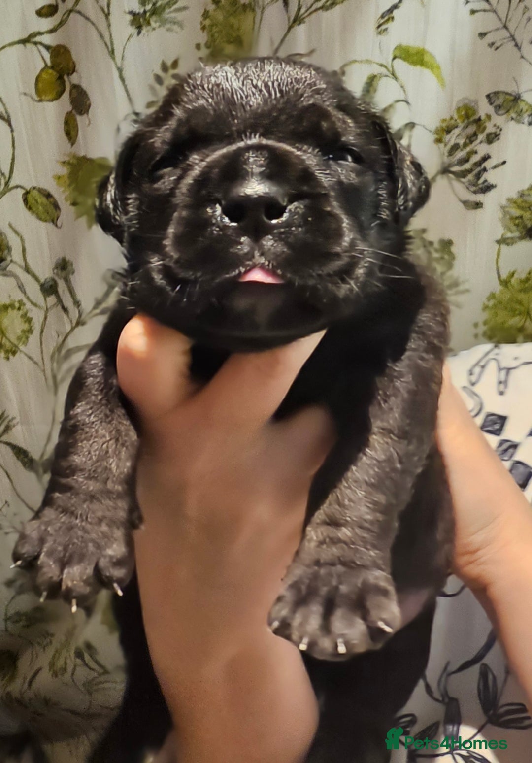 Bullmastiff dogs for sale: Quality Health Tested KC Bullmastiffs - Advert 10