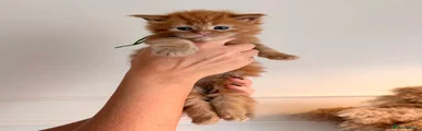 Maine Coon 4