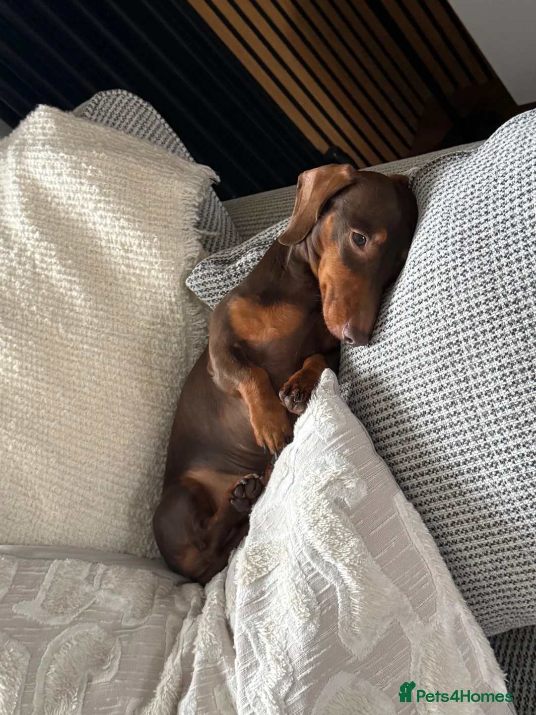 Miniature Dachshund dogs for stud: Miniature dachshund for stud  in Chelmsford - Advert 2