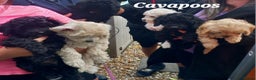 Toy Poodle dogs for stud: *2 STUDS AVAILABLE*FULL PEDIGREE SILVER & PHANTOM in Colwyn Bay - Advert 29